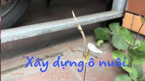 Dúi trung quốc | Dúi mốc đại | Xây dựng ô nuôi dúi cho diện tích 100m2 hiệu quả | Chuột Tre 360