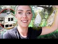 MOVING MY QUAILS INTO THEIR NEW QUAIL MANSION! | NICOLE SKYES