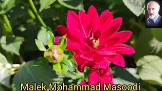 Malek Mohammad Masoodi مەقامێکی فارسی ڕادە بەدەر خۆش دڵ و دەرون ئارام دەکاتەوە