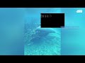 En su hábitat: espectacular avistamiento de dos manatíes en Culebra