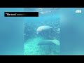 En su hábitat: espectacular avistamiento de dos manatíes en Culebra