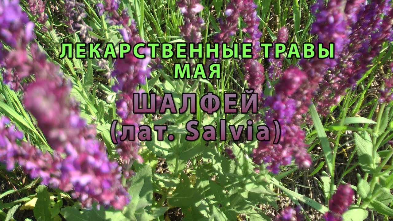 1 мая трава. Целебные травы в мае. Шалфей лекарственный и душица. Живая трава лечебная. Шалфей в мае.