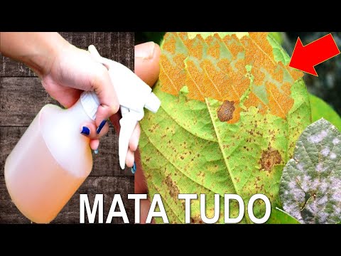 Vídeo: Ferrugem Em Macieira (19 Fotos): Manchas Enferrujadas Em Folhas E Maçãs. Como Lidar Com A Doença No Outono? Causas Do Aparecimento De Folhas Marrons