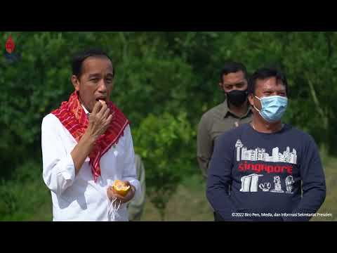 Tunda Pulang, Jokowi Panen Jeruk di Liang Melas Datas Karo