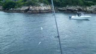 Jigging For Fluke With Gulp Flounder Fishing Ri Jigging Bottom For Fluke Fluke Fishing Ri