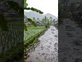 ASMR  Rain Sound In the Village