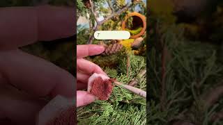 How to make a pot of Honey!