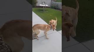 Their Energy Level Is Off The Charts This Morning. Have A Good Weekend You All.