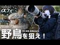 【超望遠】Sony α7 V｜野鳥の水浴び・飛び込み 作例200枚超｜FE 400-800mm POV