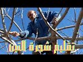 كيفية تقليم شجرة التين تقليم شجرة تين كبيرة بطريقة سهلةوصحيحة Pruning A Fig Tree