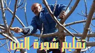 كيفية تقليم شجرة التين /تقليم شجرة تين كبيرة بطريقة  سهلةوصحيحة /pruning a fig tree