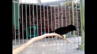 Kolibri Ninja isian Love bird  by dionnisiusRMI.