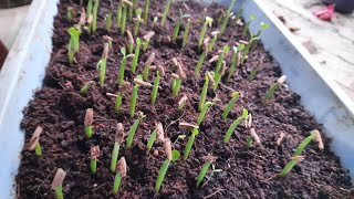 അഡീനിയം വിത്ത്പാകി മുളപ്പിക്കുന്ന വിധം (How to grow Adenium plant from seeds) #home #gardeningtips