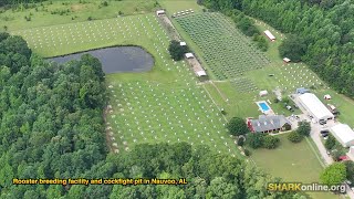 Daffy Cockfighter Busted in Alabama