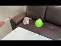 Cutecat Moments Funny Little Kitten Chasing a Balloon 💙💖