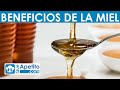 8 Propiedades y Beneficios de la MIEL | QueApetito