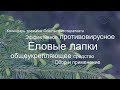 Эффективное противовирусное и общеукрепляющее средство | Еловые лапки - молодая хвоя ели, польза