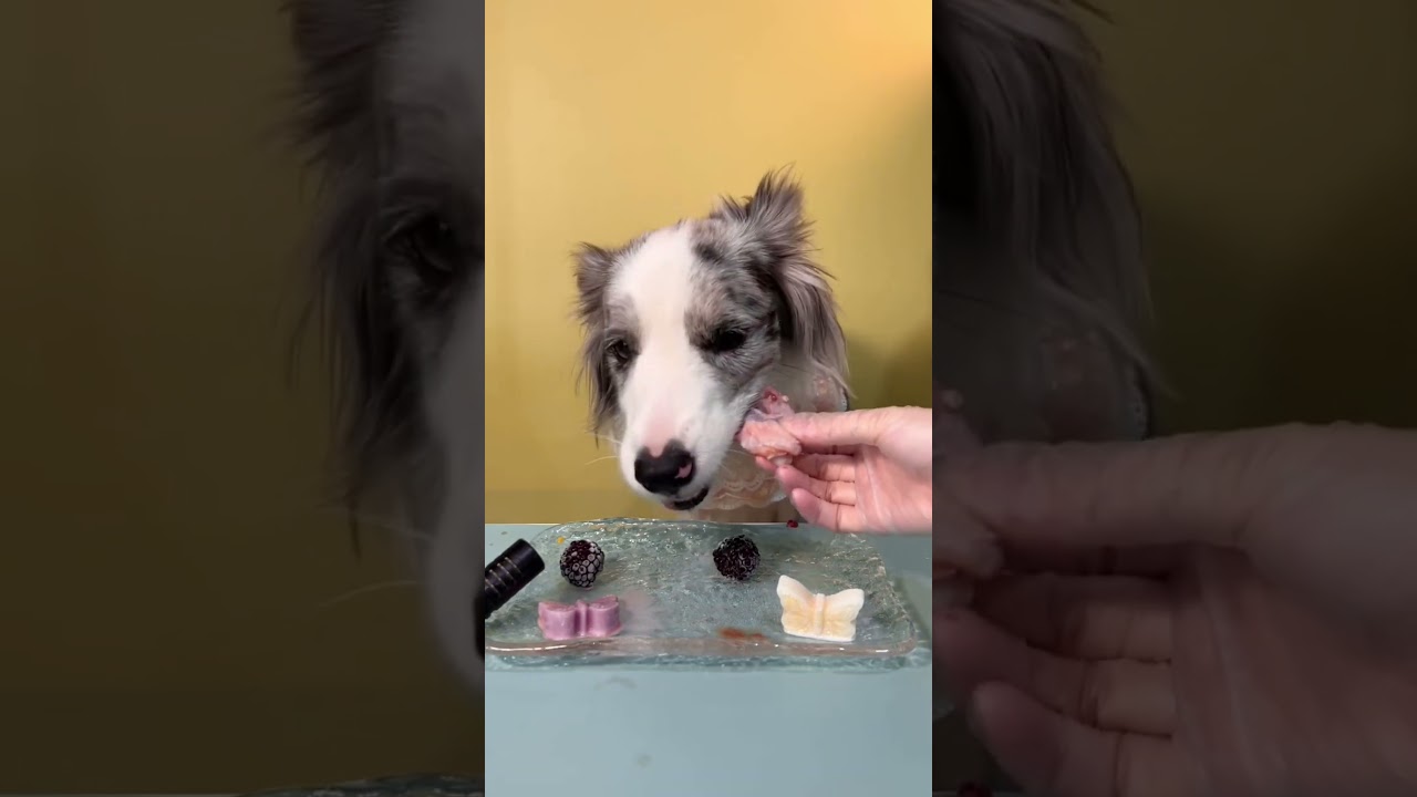 What does a 25-pound Border Collie eat in a day? # Meteorite Bian Mu 