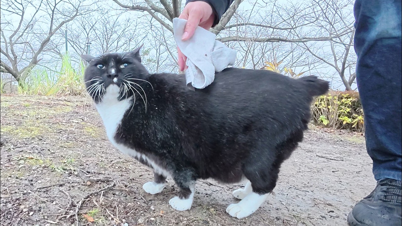 A tuxedo cat greets humans in the snow - YouTube