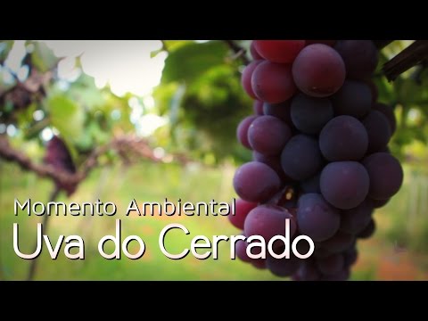 Vídeo: Sobre O Cultivo De Uvas Em Condições Extremas