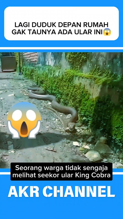 Lagi duduk didepan rumah malah ketemu ular king cobra⁉️😱#shorts