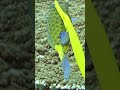 The Invisible Hunter of the Reef | Trumpetfish #Ocean #wildlife #shorts