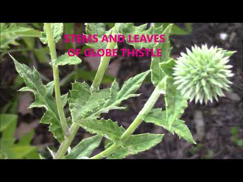 فيديو: Growing Globe Thistle Flowers - معلومات عن Globe Thistle Echinops