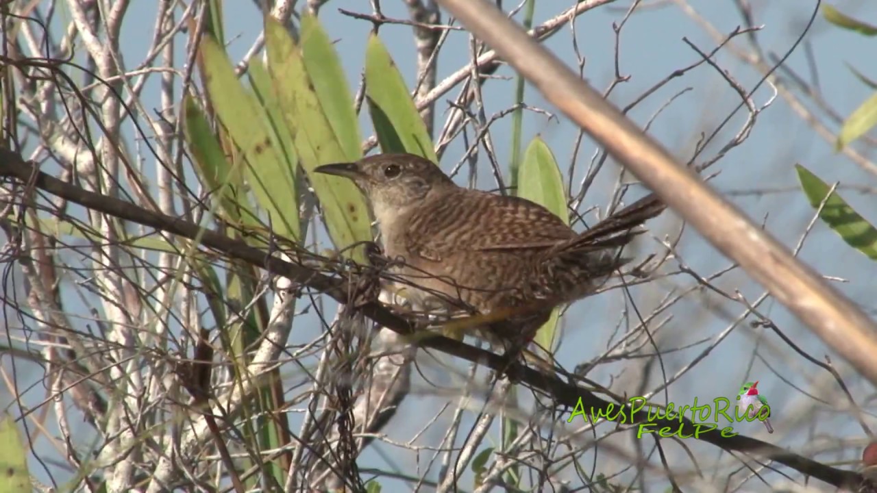 FERMINA vocalizando (Ferminia cerverai, Zapata wren) ENDÉMICA de CUBA en PELIGRO de EXTINCIÓN