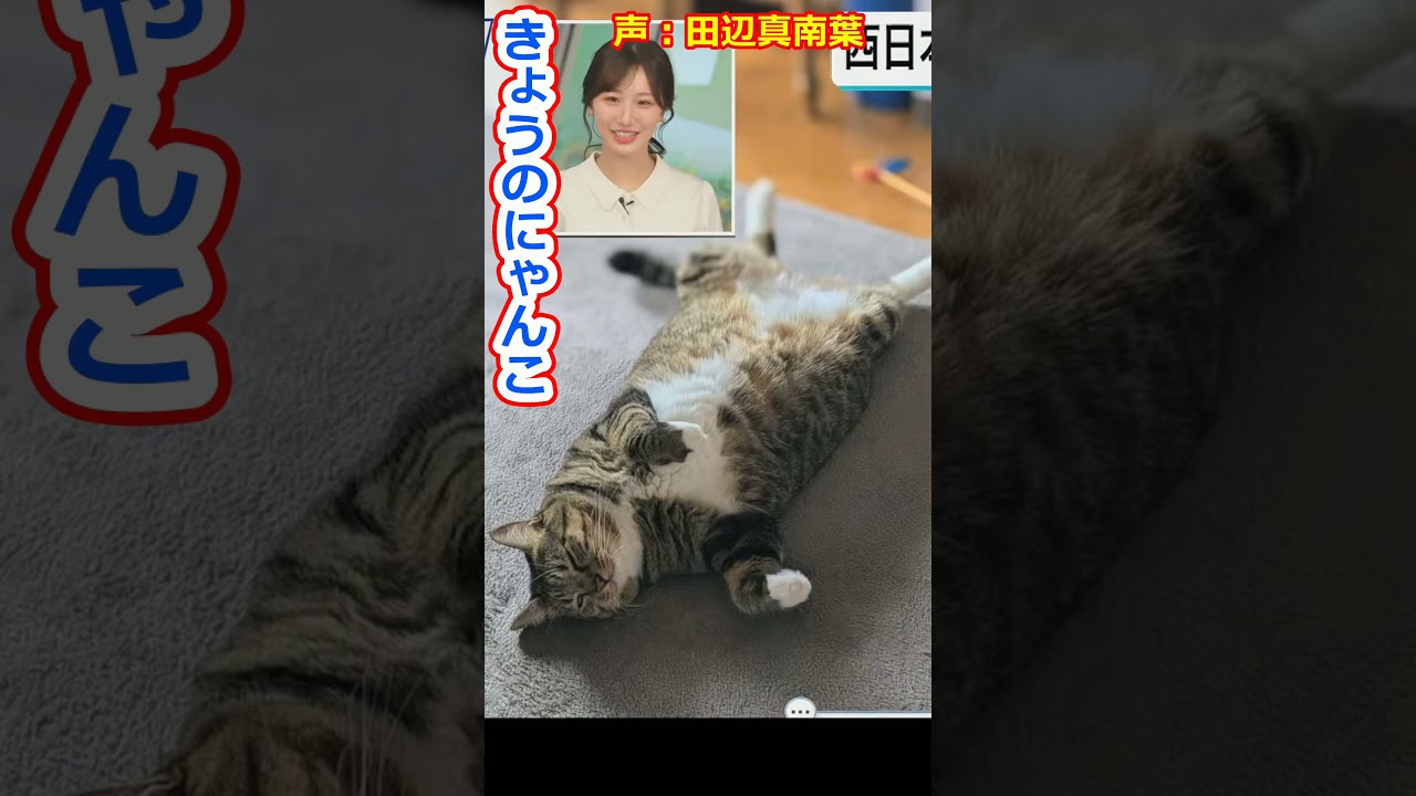 【田辺真南葉】床に落ちてるにゃんこを紹介する美人すぎるお天気キャスターまなっはー【ウェザーニュースLiVE切り抜き】 #かわいい