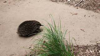 Wandering Echidnas