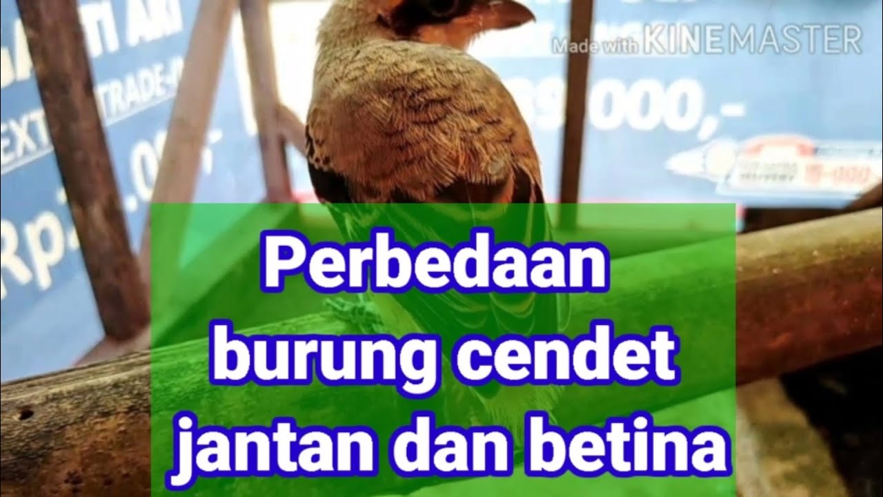 Perbedaan burung cendet jantan dan betina 