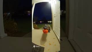 Ring Cam: Gator Trick-or-Treats 🎃🐊 | Sora’s Daily Diary #98