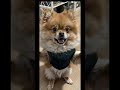 Biby singt der Fritze und der Lars , Olayback!🤣 #funny #capcut #shorts #pomeranian