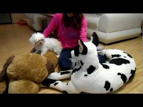Video: Cum Să Hrănești Un Jucărie Terrier