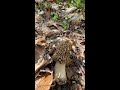 How To Find Morel Mushrooms