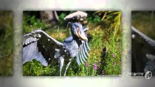 самые необычные животные! самые необычные животные!