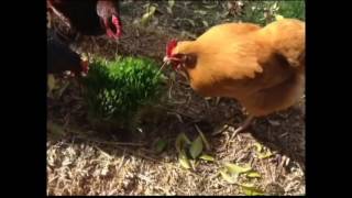 Sustainable Livestock Production #Film4Climate