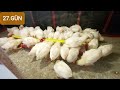 CİVCİVLER 27 GÜNLÜK OLDULAR -  CİVCİV ÖLÜMÜ YOK - CİVCİV SESİ LİGORİN - LEGHORN