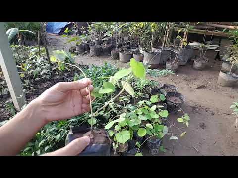 Video: Cảnh quan bằng cây kim tuyến - Cách trồng cây kim tiền thảo