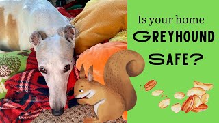 12 Greyhound Home Safety Tips [greyhound adoption]