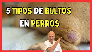 🔴 5 Bultos En Perros: Tipos, Significado Y Cuándo Preocuparse 🐶