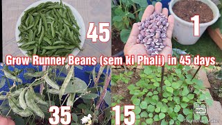 Grow Runner Beans (Sem ki Phali)in Containers in 45 days with Amazing Harvest |Seed To Harvest