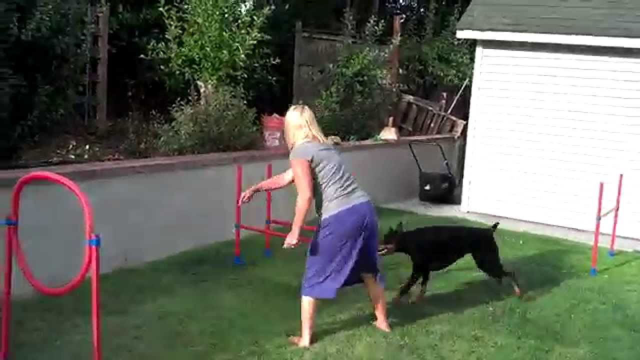 doberman agility