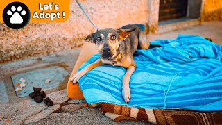 You Have Never Seen Anything Like This… Her Owner Died And She Was Left Chained To A Window ! by Viktor Larkhill 54,812 views 3 weeks ago 1 hour, 34 minutes