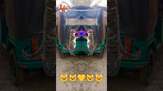 Billi bole meow meow cute catdanceshort 🐱❤️🐱 video#automobile#song #funny#comedycartoon#30onTrending
