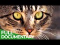 Animal&#39;s Super Senses - Sight | Free Documentary Nature