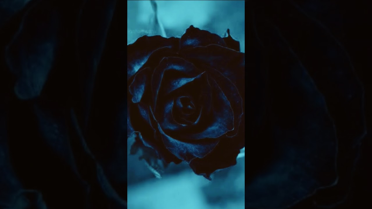 Beautiful blue rose 🌹🌹 