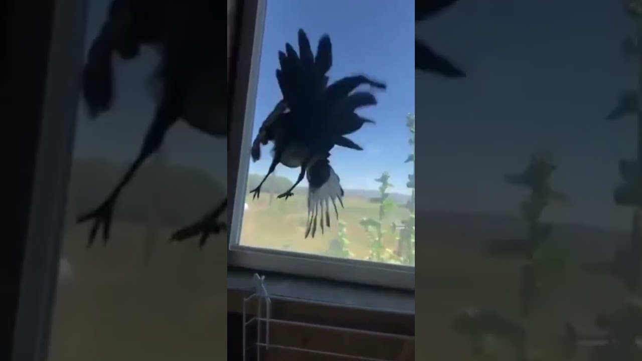 “When You’ve Had Enough… #YeetThatBird 🚀🐦 | Garage Madness!”
