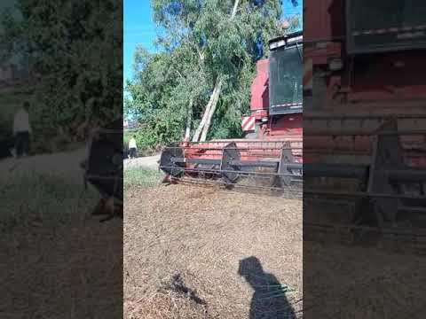 حصاد البرسيم مع احمد عامر للحصاد 01033047472