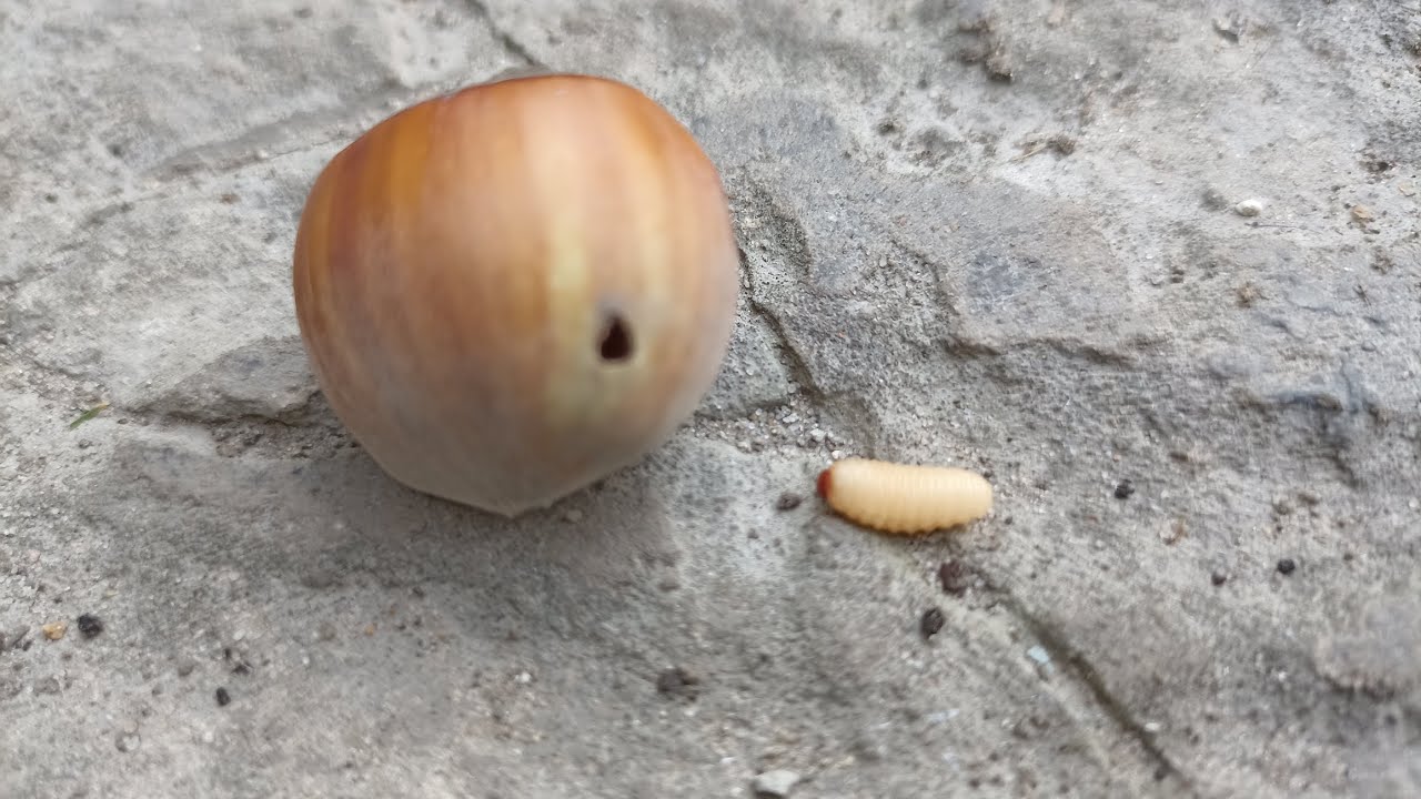 фундук Порожній горіх з отвором Личинка довгоносика